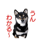 柴犬 黒柴きのこの日常（個別スタンプ：17）