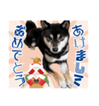 柴犬 黒柴きのこの日常（個別スタンプ：31）