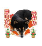 柴犬 黒柴きのこの日常（個別スタンプ：32）