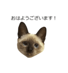 シャム猫風味なレンくんのありがとうと挨拶（個別スタンプ：17）