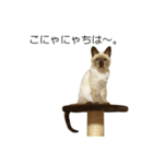 シャム猫風味なレンくんのありがとうと挨拶（個別スタンプ：23）