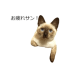 シャム猫風味なレンくんのありがとうと挨拶（個別スタンプ：38）