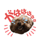 我が家のあろはちゃん❺（個別スタンプ：3）
