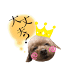 我が家のあろはちゃん❺（個別スタンプ：10）