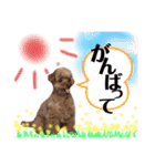 我が家のあろはちゃん❺（個別スタンプ：16）