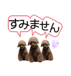 我が家のあろはちゃん❺（個別スタンプ：19）
