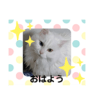 エルのひとこと（個別スタンプ：1）