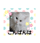 エルのひとこと（個別スタンプ：3）