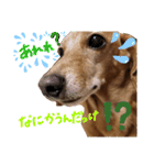 らるたんシリーズ〜たまにりる〜（個別スタンプ：5）