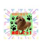 らるたんシリーズ〜たまにりる〜（個別スタンプ：9）