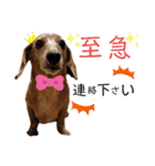 らるたんシリーズ〜たまにりる〜（個別スタンプ：19）