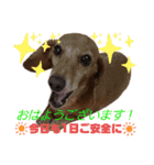 らるたんシリーズ〜たまにりる〜（個別スタンプ：21）