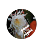 写真の花スタンプ 英語編（個別スタンプ：3）
