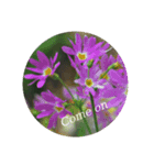 写真の花スタンプ 英語編（個別スタンプ：4）