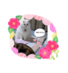 なかよし2匹（個別スタンプ：4）