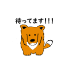 シェト 犬（個別スタンプ：1）