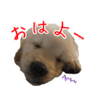 レイシス☆パピーver（個別スタンプ：1）
