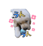 レイシス☆パピーver（個別スタンプ：11）