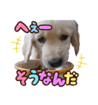レイシス☆パピーver（個別スタンプ：13）