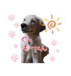 レイシス☆パピーver（個別スタンプ：30）