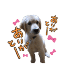 レイシス☆パピーver（個別スタンプ：31）