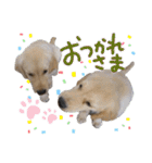 レイシス☆パピーver（個別スタンプ：40）