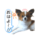 パピヨン犬の使えるスタンプ（個別スタンプ：1）