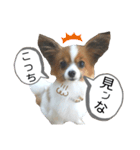 パピヨン犬の使えるスタンプ（個別スタンプ：2）
