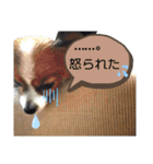 パピヨン犬の使えるスタンプ（個別スタンプ：3）