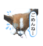 パピヨン犬の使えるスタンプ（個別スタンプ：4）