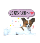 パピヨン犬の使えるスタンプ（個別スタンプ：5）