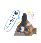 パピヨン犬の使えるスタンプ（個別スタンプ：6）