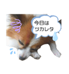 パピヨン犬の使えるスタンプ（個別スタンプ：7）