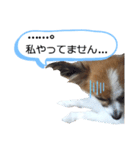 パピヨン犬の使えるスタンプ（個別スタンプ：8）