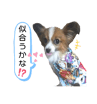 パピヨン犬の使えるスタンプ（個別スタンプ：9）