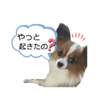 パピヨン犬の使えるスタンプ（個別スタンプ：10）