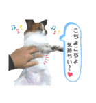 パピヨン犬の使えるスタンプ（個別スタンプ：11）