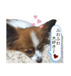 パピヨン犬の使えるスタンプ（個別スタンプ：12）
