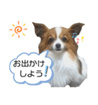 パピヨン犬の使えるスタンプ（個別スタンプ：13）