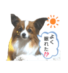 パピヨン犬の使えるスタンプ（個別スタンプ：14）