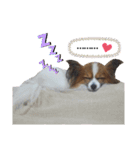パピヨン犬の使えるスタンプ（個別スタンプ：15）