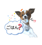 パピヨン犬の使えるスタンプ（個別スタンプ：16）