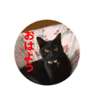 黒猫ひじきの日常（個別スタンプ：1）