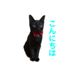 黒猫ひじきの日常（個別スタンプ：2）