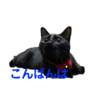 黒猫ひじきの日常（個別スタンプ：3）