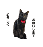 黒猫ひじきの日常（個別スタンプ：5）