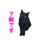 黒猫ひじきの日常（個別スタンプ：6）