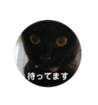 黒猫ひじきの日常（個別スタンプ：7）