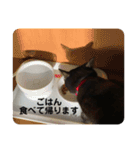黒猫ひじきの日常（個別スタンプ：8）