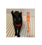 黒猫ひじきの日常（個別スタンプ：9）